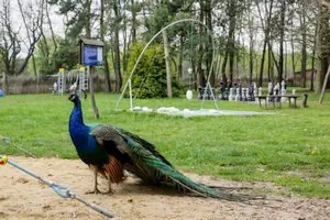 Leśne Zacisze, Lisów